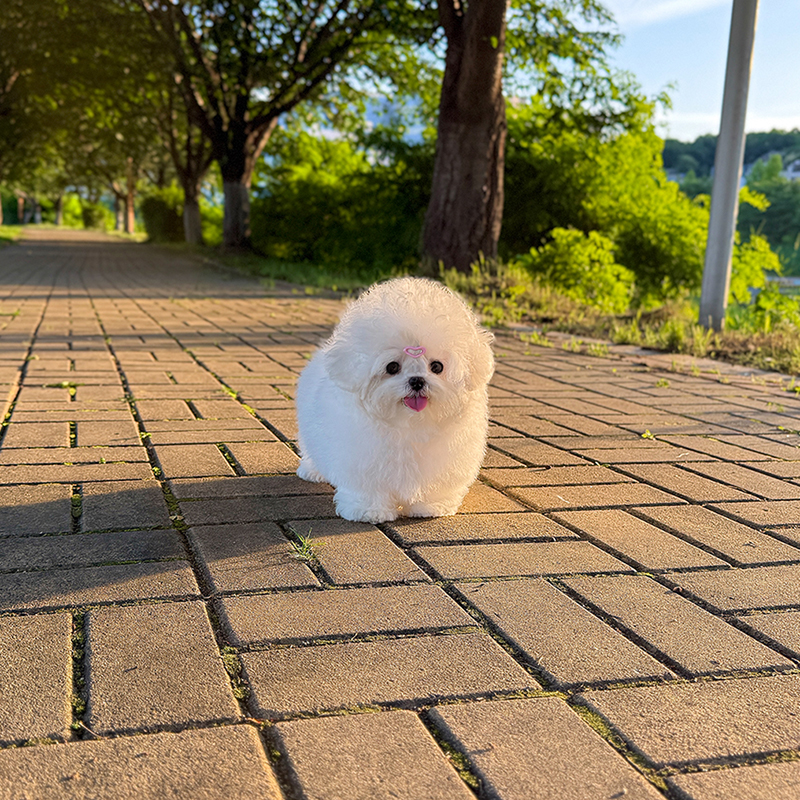 미니 비숑(수입견)