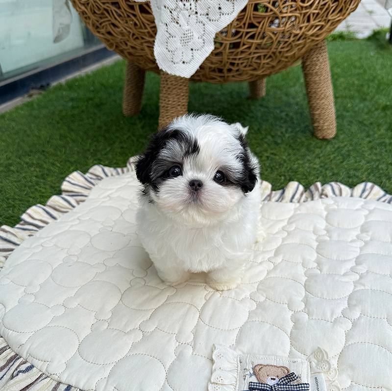 말티푸