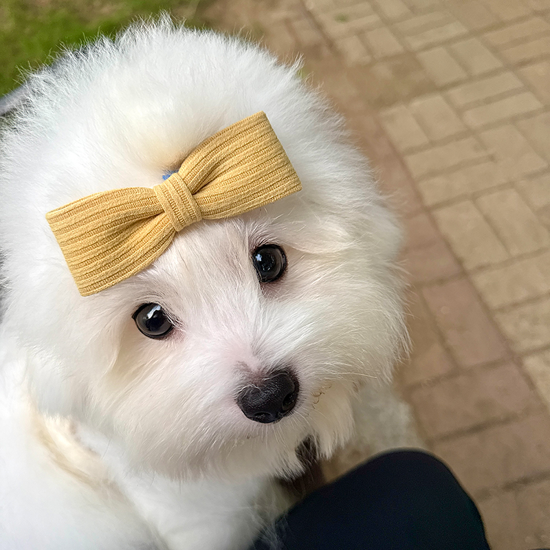 꼬똥 드 툴레아