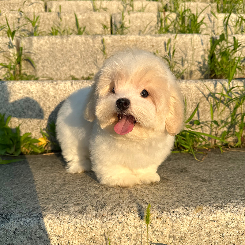 꼬똥 드 툴레아