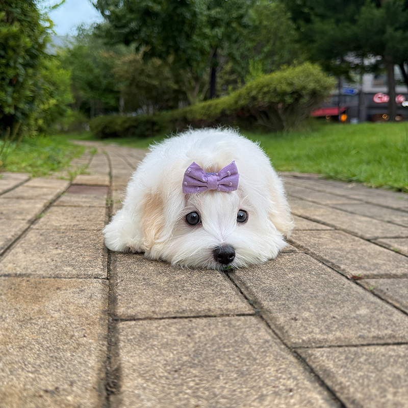 꼬똥 드 툴레아