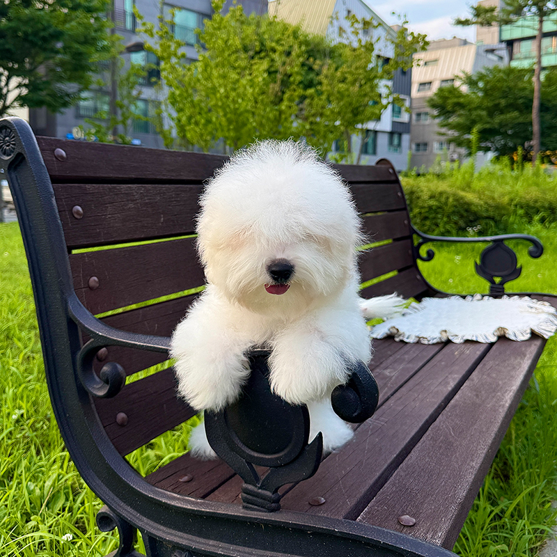 꼬똥 드 툴레아