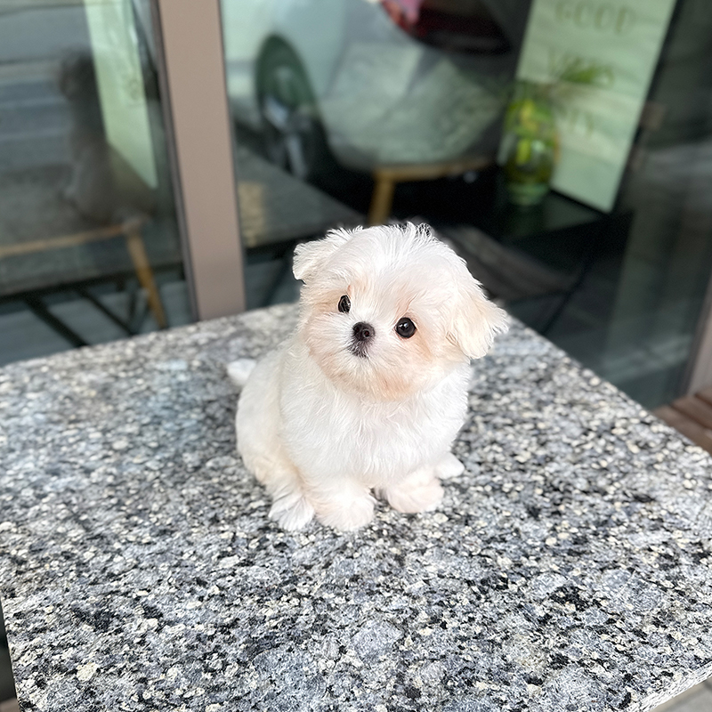 말티즈